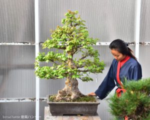 บอนไซ ID668: Kaede Maple - Image 3