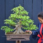 บอนไซ ID652: Kaede Maple