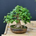บอนไซ ID669: Kaede Maple