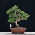 บอนไซ ID667: สน Shimpaku