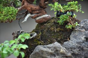 บอนไซ ID672: สน Shimpaku Over rock - Image 2