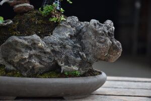 บอนไซ ID672: สน Shimpaku Over rock - Image 4