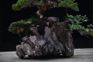 บอนไซ ID673: Ito Shimpaku Over rock - Image 2