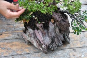 บอนไซ ID673: Ito Shimpaku Over rock - Image 3