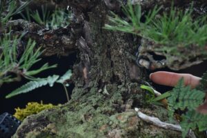 บอนไซ ID686: สน Shimpaku - Image 8