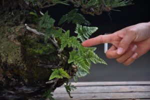 บอนไซ ID686: สน Shimpaku - Image 7