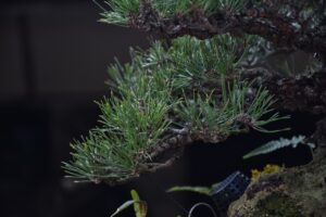 บอนไซ ID686: สน Shimpaku - Image 6