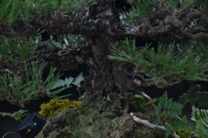 บอนไซ ID686: สน Shimpaku - Image 5