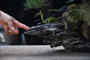 บอนไซ ID686: สน Shimpaku - Image 4