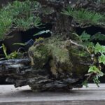 บอนไซ ID691: สน Japanese Black Pine (on volcanic rock)