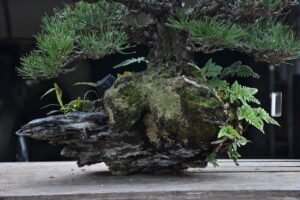 บอนไซ ID686: สน Shimpaku - Image 3