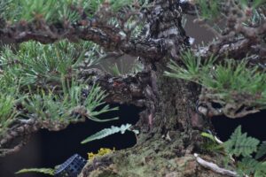 บอนไซ ID686: สน Shimpaku - Image 2