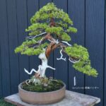 บอนไซ ID664: สน Itoigawa Shimpaku