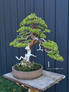 บอนไซ ID664: สน Itoigawa Shimpaku