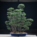 บอนไซ ID679: Hinoki forest style - Image 2