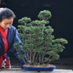 บอนไซ ID679: Hinoki forest style