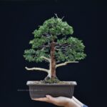 บอนไซ ID674: สน Shimpaku