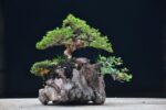 บอนไซ ID673: Ito Shimpaku Over rock