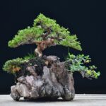 บอนไซ ID673: Ito Shimpaku Over rock