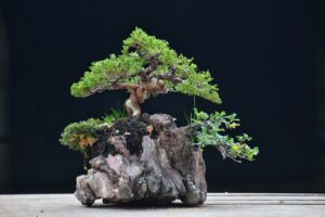 บอนไซ ID673: Ito Shimpaku Over rock