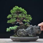 บอนไซ ID672: สน Shimpaku Over rock
