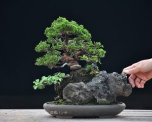 บอนไซ ID672: สน Shimpaku Over rock