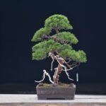 บอนไซ ID675: สน Shimpaku