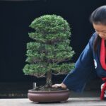 บอนไซ ID677: สน Hinoki