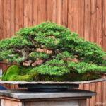Top class ID676: สน Shimpaku forest style