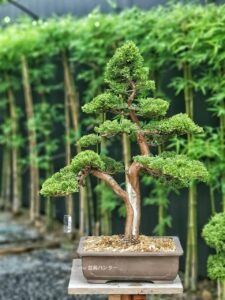 บอนไซ ID684: สน Itoigawa Shimpaku