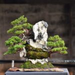 บอนไซ ID683: สน Itoigawa Shimpaku (Rock climbing)