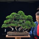 บอนไซ ID692: Shimpaku forest style