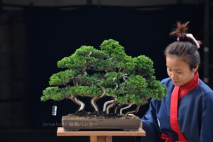 บอนไซ ID692: Shimpaku forest style