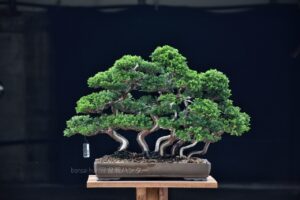 บอนไซ ID692: Shimpaku forest style - Image 2