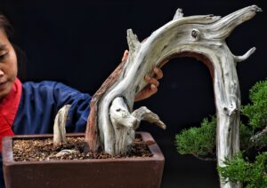 บอนไซ ID693: สน Shimpaku - Image 3