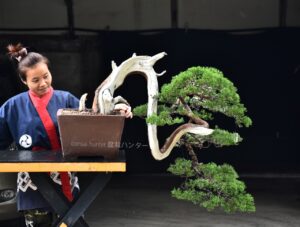 บอนไซ ID693: สน Shimpaku