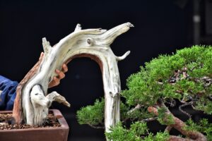 บอนไซ ID693: สน Shimpaku - Image 2