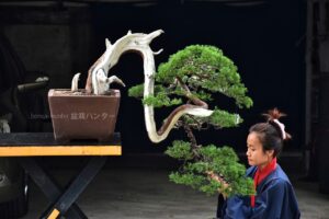 บอนไซ ID693: สน Shimpaku - Image 4