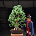 บอนไซ ID694: Kaede Maple