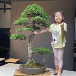 บอนไซ ID695: สน Hinoki