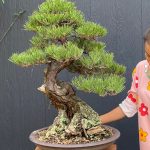 Bonsai ID508:Japanese Black Pine