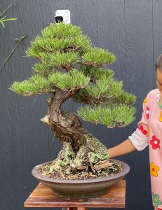 Bonsai ID508:Japanese Black Pine
