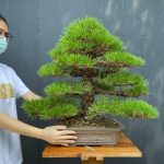Bonsai ID 505 : Japanese Black Pine
