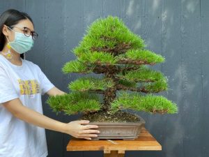 Bonsai ID 505 : Japanese Black Pine