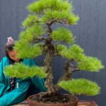 บอนไซ ID619: Japanese Black Pine