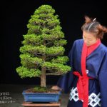 Tree ID 240 : Tsuyama Hinoki