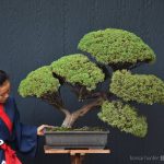 Bonsai ID 522 : Shimpaku