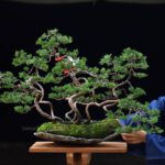 Bonsai ID529 : บอนไซสน Shimpaku