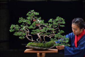 Bonsai ID529 : บอนไซสน Shimpaku