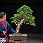 Bonsai ID540 : บอนไซสน Itoigawa Shimpaku